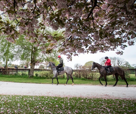 International Owners | Explore Horse Racing in Ireland | Horse Racing ...