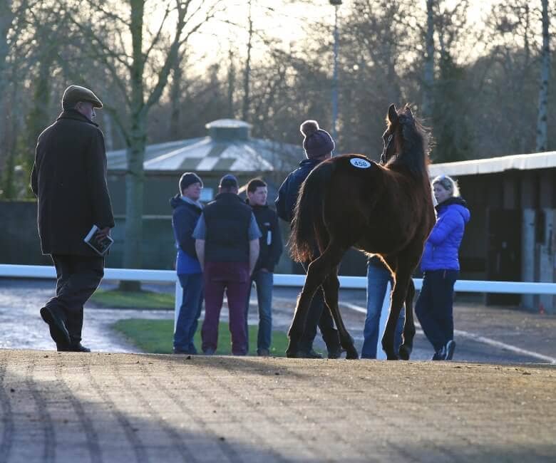 BLOODSTOCK AGENTS